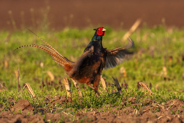 Pheasant attracts females with his wings on the field