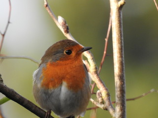 Robin redbreast garden bird