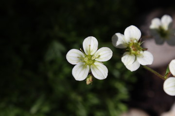 Flower white spring plant 