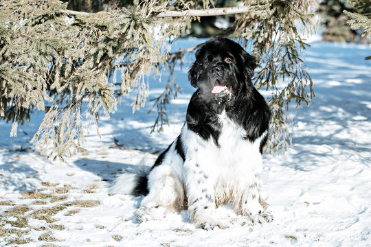 Black and white Newfoundland on the road with snowy trees. Dog on walk in the winter. In thoroughbred dogs nose stained snow. Newfoundland playing in the snow.