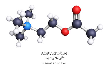 Ball-and-Stick Model of Acetylcholine
