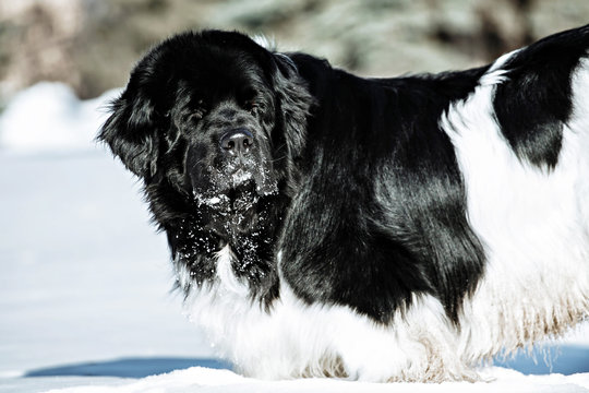 Black and white Newfoundland on the road with snowy trees. Dog on walk in the winter. In thoroughbred dogs nose stained snow. Newfoundland playing in the snow.