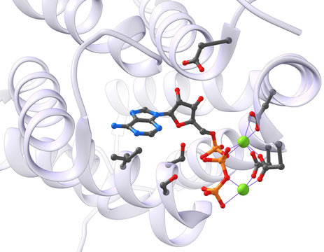 ATP in an Avtive Site