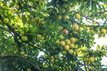 Young green plum fruit on a tree, fruit