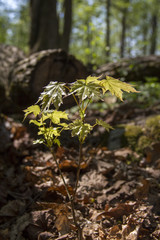 Oak tree trunk, Helsinki, Finland