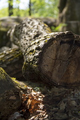 Oak tree trunk, Helsinki, Finland