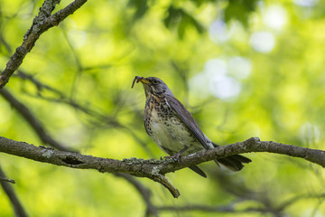 Thrush bird sitting in a tree with a worm in its mouth, Helsinki, Finland