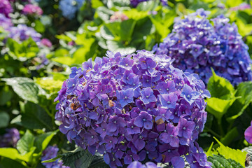 Super beautiful blossom of Hydrangea macrophylla