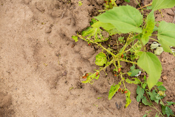 Colorado beetle, pest, eats a new crop of potatoes, on the field in the early morning