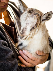 A little goat in the hands of a woman. A woman worries about small animals_