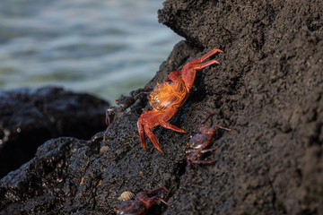  Galapagos Santa Cruz Island, Equador