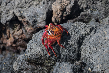  Galapagos Santa Cruz Island, Equador
