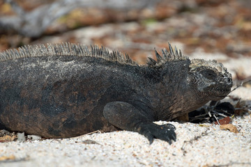  Galapagos Santa Cruz Island, Equador