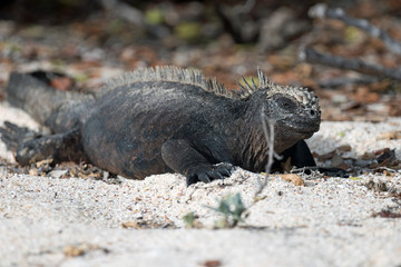 Obraz premium Galapagos Santa Cruz Island, Equador