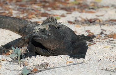  Galapagos Santa Cruz Island, Equador