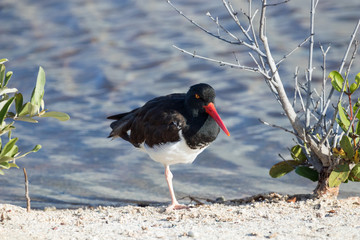  Galapagos Santa Cruz Island, Equador