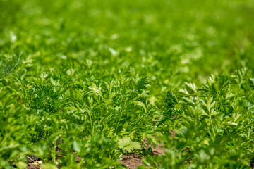 Field of green parsley on a farm, on a hot summer day
