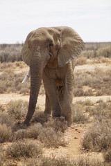 Fototapeta na wymiar Elephant with one tusk