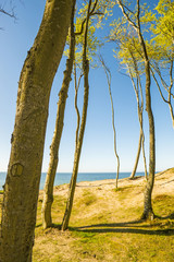 Baltic Sea in Poland with pines and dunes