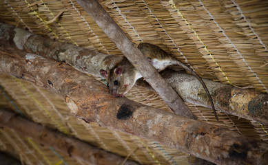 un invité inattendu