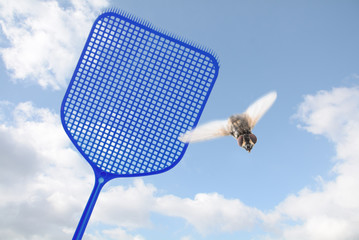 blue flyswatter hunting  a flying fly against a blue sky with clouds, copy space, motion blur,...