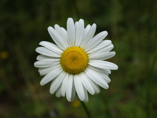 Obraz premium Margeriten aus der Nähe