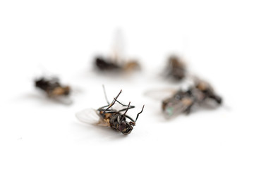 dead flies isolated with shadows on a white background, copy space, macro shot © Maren Winter