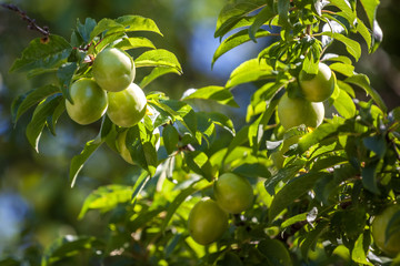 Young green plum fruit on a tree, fruit