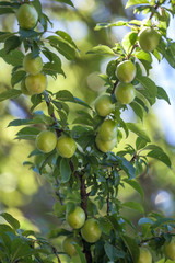 Young green plum fruit on a tree, fruit