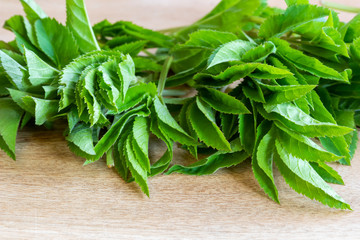 Obraz premium Young ground elder leaves on a table
