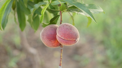 fresh peach in tree