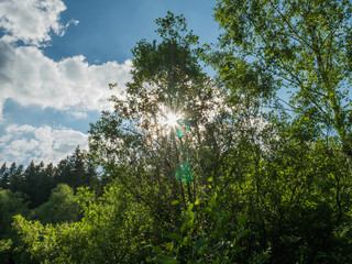 Fototapeta premium Die Sonne scheint durch einen Baum