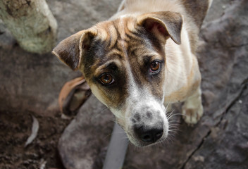chien errant