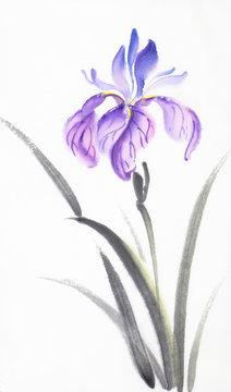bright lilac iris