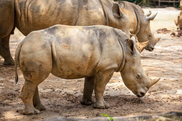 Naklejka premium A white rhinoceros, rhino, (Ceratotherium simum) walking on sand in Singapore Zoo