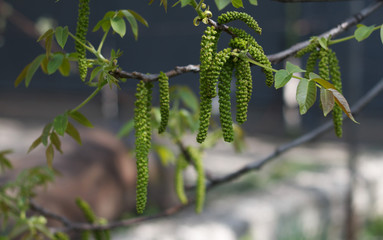 blossoming walnut in spring