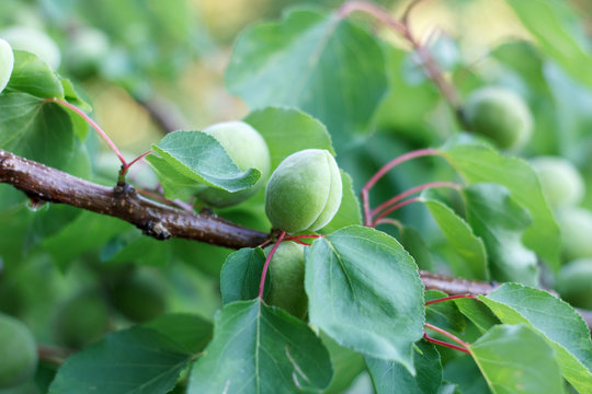 green apricots on a branch
