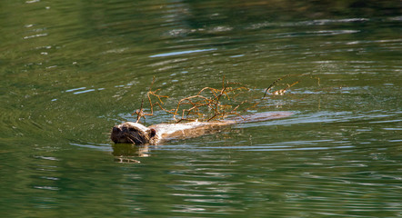 North American Beaver