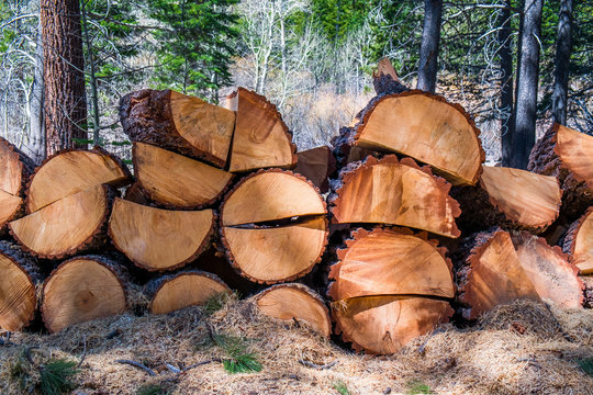 Split Ponderosa Pine Wood Pile