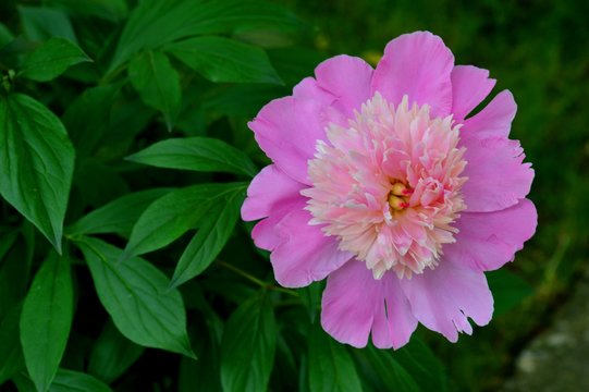Fototapeta big pink flower  