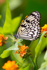 Mangrove Tree Nymph - Idea leuconoe, beautiful black and white buttefly from Southeast Asia.
