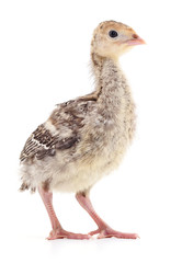 Chicken turkey isolated.