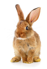 Brown rabbit on white.