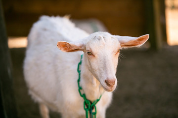 Female goat on Farm