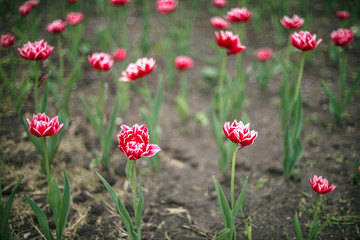 Many beautiful pink blossom tulips on green background close up with copy space. Detailed picturesque landscape of magenta blooming flower in greenfield on sunlight with bokeh.