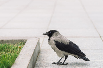 Black crow walks on gray sidewalk near border on background of green grass with copy space. Raven on pavement. Wild bird on asphalt. Predatory animal of city fauna. Plumage of bird is close up.