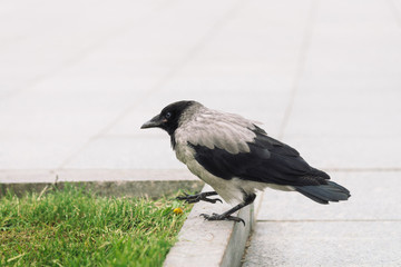 Black crow walks on border near gray sidewalk on background of green grass with copy space. Raven on pavement. Wild bird on asphalt. Predatory animal of city fauna. Plumage of bird is close up.