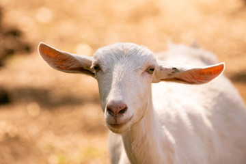 Female Goat on Farm