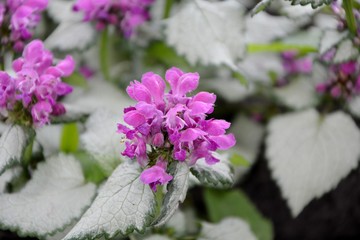 Bright pink flowers dead-nettle with silvery white leaves cover the ground with a solid carpet and decorate the garden.