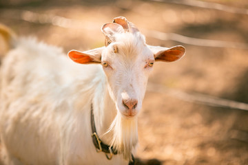 Fototapeta premium Male Goat on Farm